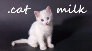 小奶猫 .cat Milk Little milk cat cat Milk-游戏白嫖网