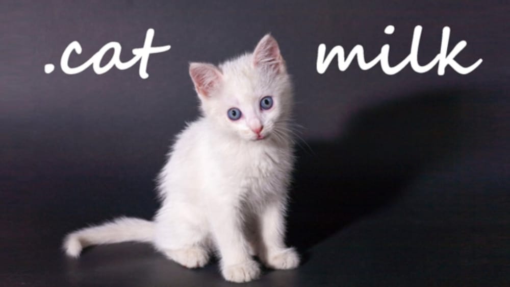 小奶猫 .cat Milk Little milk cat cat Milk-游戏白嫖网