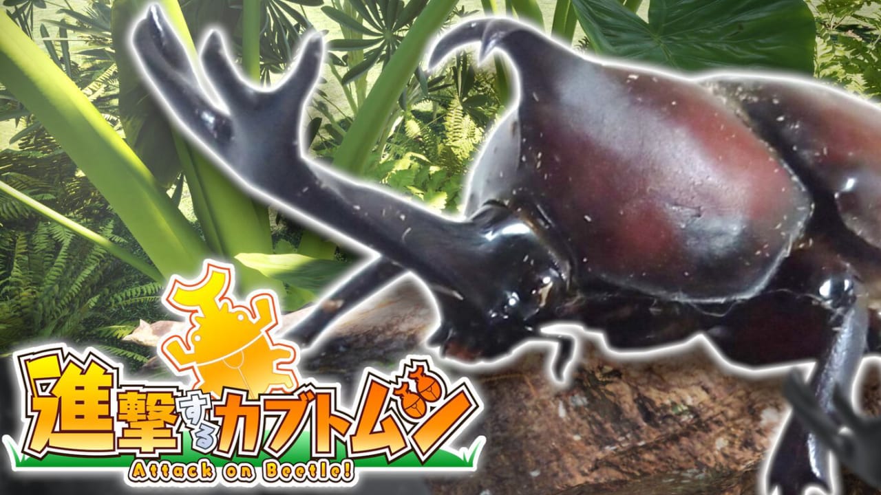 攻击甲虫 Attack on Beetle-游戏白嫖网
